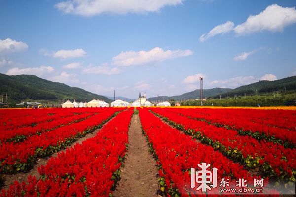 鲜花组成的”航空母舰”黑龙江大美花海