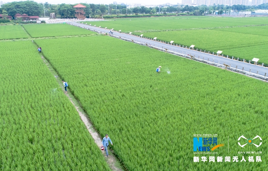 大地乐章丨航拍福建漳州：初秋·稻花香