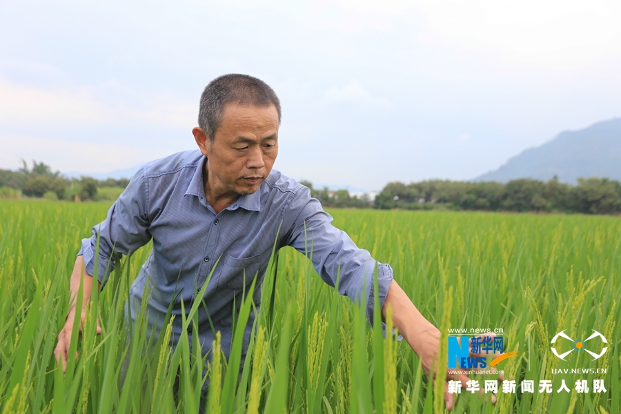 大地乐章丨航拍福建漳州：初秋·稻花香