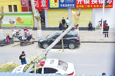 【要闻】郑州街头60多年大树突然倒下 两辆汽车“遭殃”