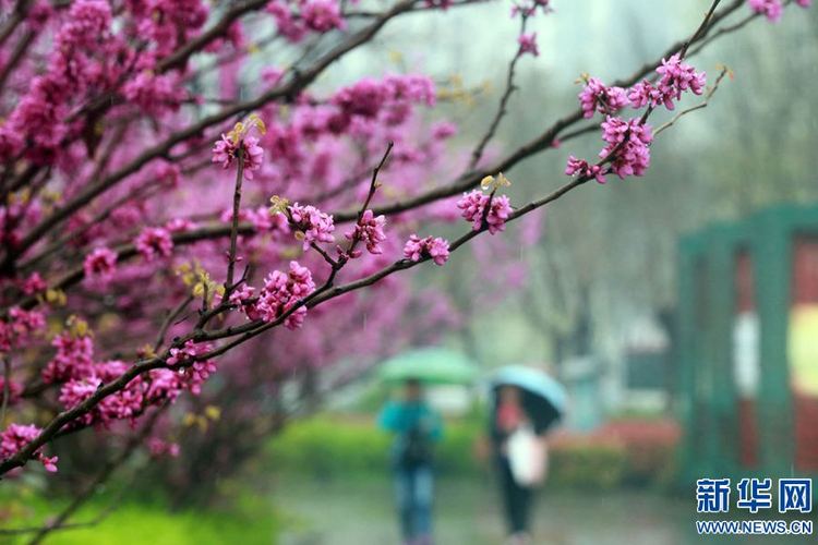 【旅游资讯】开封：半城春雨半城花