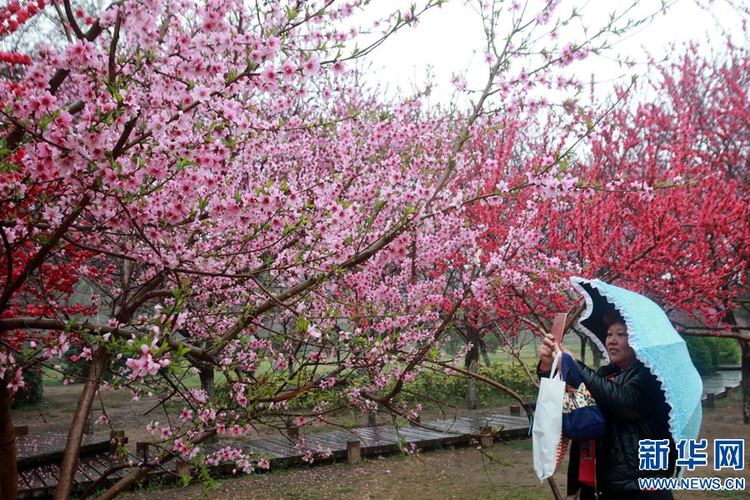 【旅游资讯】开封：半城春雨半城花