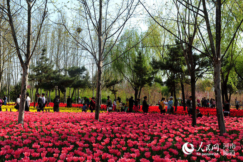 【中原名景2】郑州绿博园春意盎然 郁金香花海惹人醉