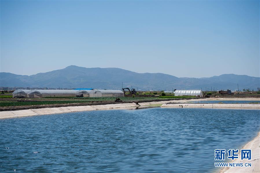 云南通海大规模打捞杞麓湖水生植物残体