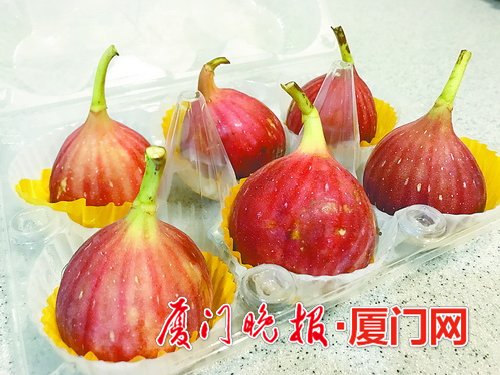 无花果鲜果在厦悄然上市 价格比往年稍有下降