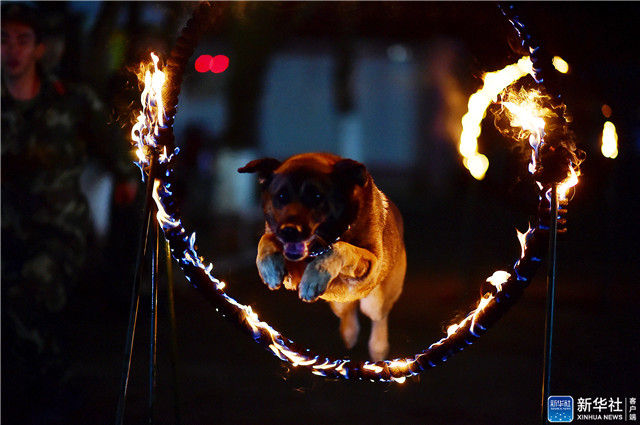 警犬夜训