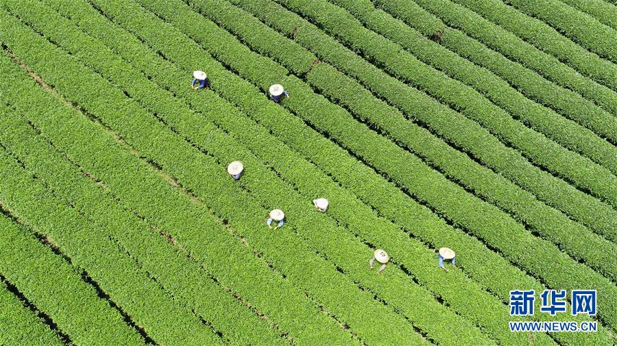 广西茶乡采秋茶