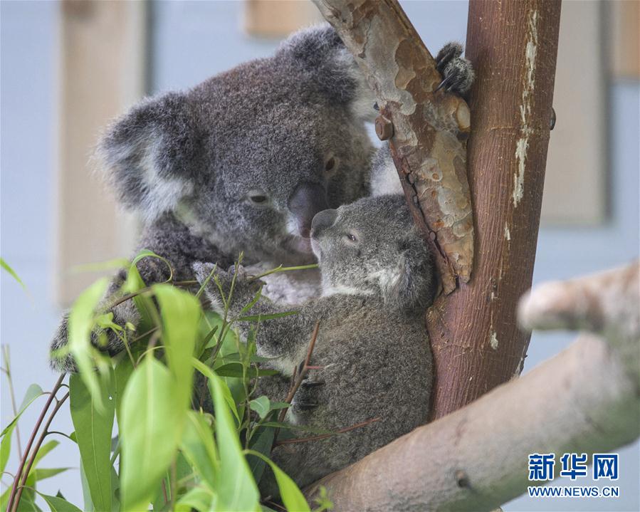 南京：“萌萌哒”考拉宝宝与游客见面