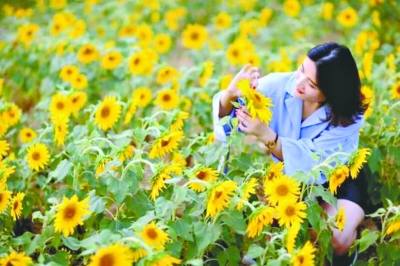 赏千亩葵花 走9D效果玻璃桥 8月25日中法生态城（蔡甸）葵花节等你来