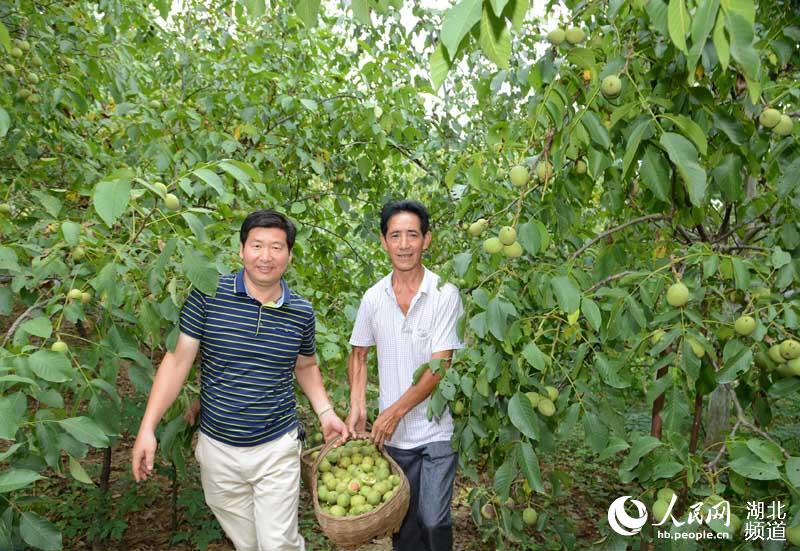 湖北保康：核桃丰收农民乐