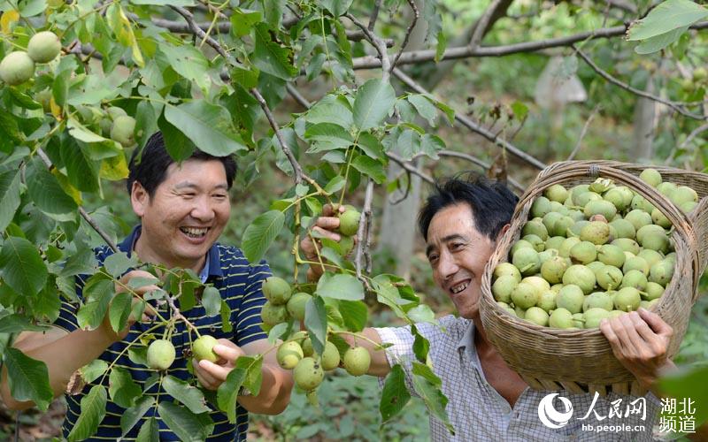 湖北保康：核桃丰收农民乐