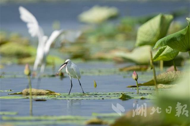 洪湖“浪打浪”美景重现