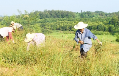 【江夏郡 俊江夏】【产业经济】江夏舒安： 从“绿水青山”中走出富民强村路