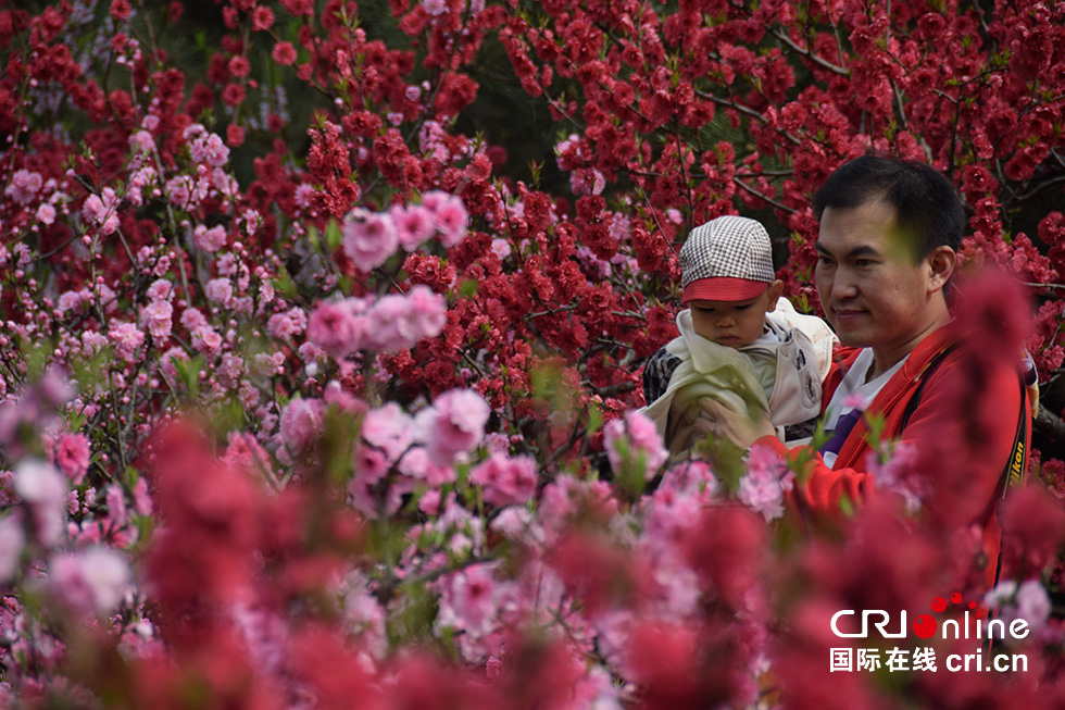 北京奥森公园春意浓 踏青赏花正当时(组图)