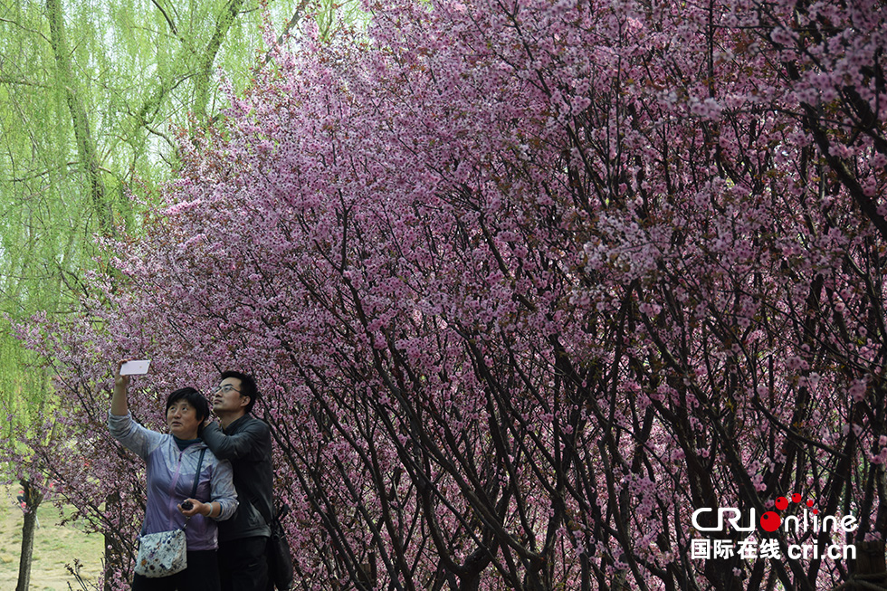 北京奥森公园春意浓 踏青赏花正当时(组图)