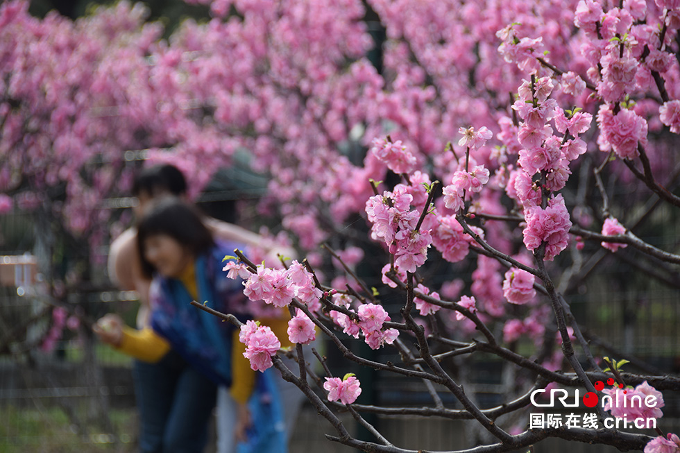 北京奥森公园春意浓 踏青赏花正当时(组图)