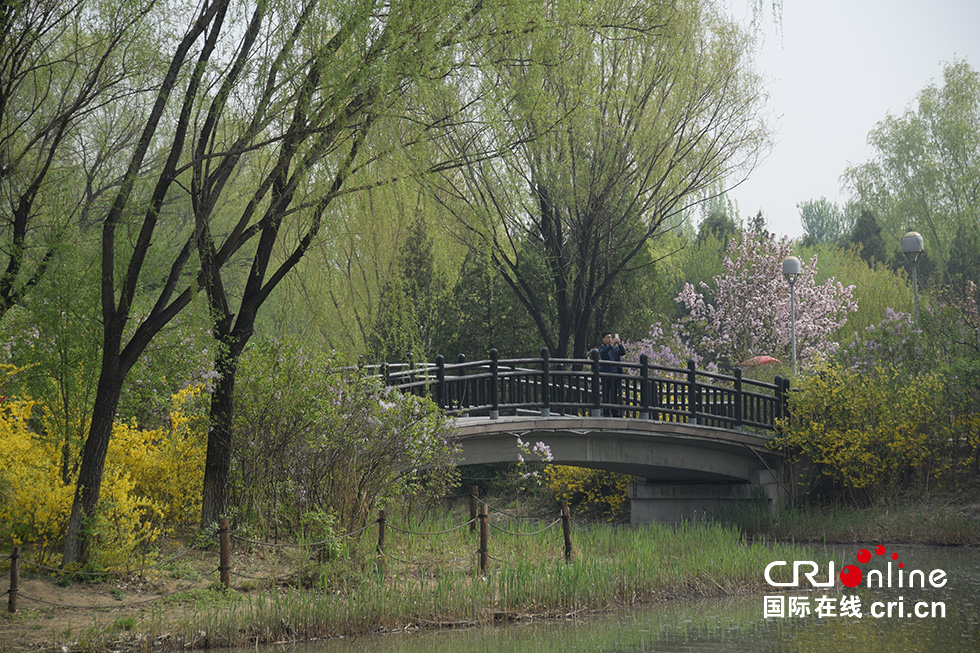 北京奥森公园春意浓 踏青赏花正当时(组图)