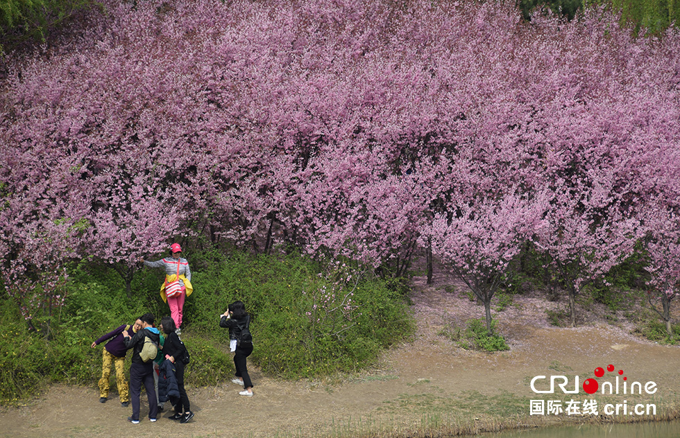 北京奥森公园春意浓 踏青赏花正当时(组图)