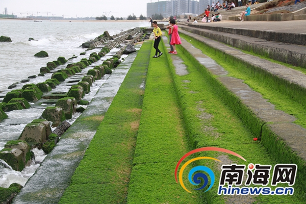 末尾有图【海南视听图文】【即时快讯】海口白沙门奇观：“草”坪爬上水泥堤坝