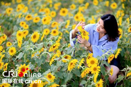 武汉蔡甸：中法生态城第三届葵花节开幕