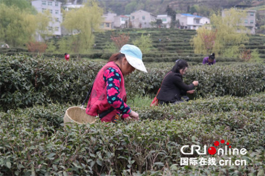 深挖文化内涵 紫阳县多点聚力打造富硒茶品牌