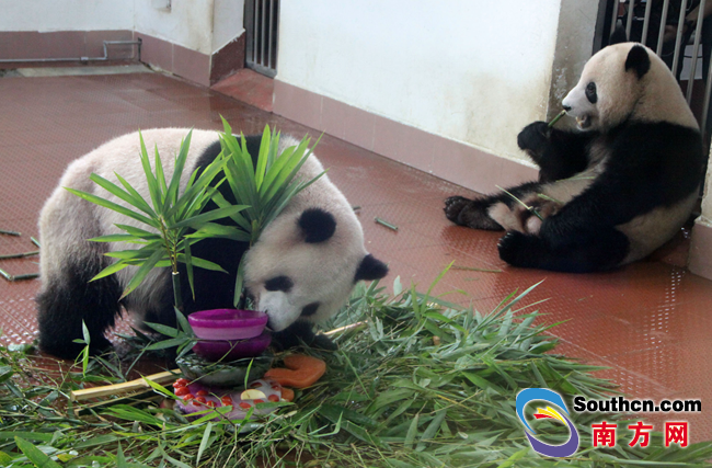 广州动物园为5岁大熊猫庆生