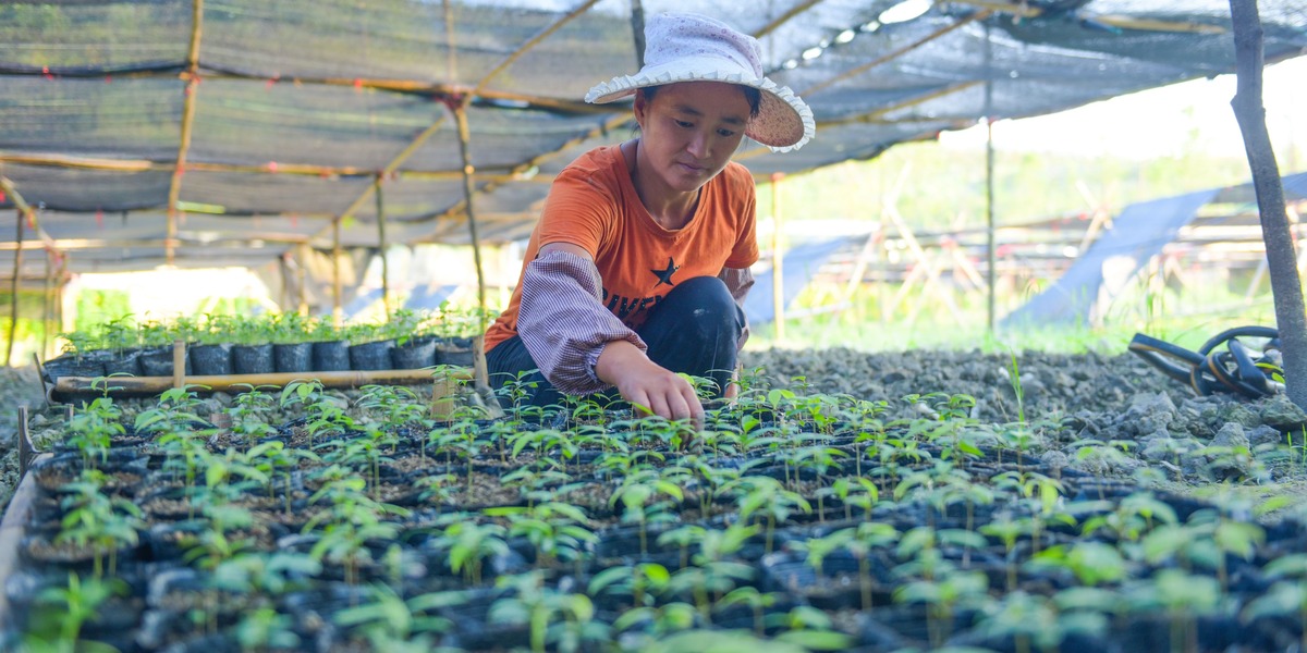 【脱贫攻坚在行动】贵州石阡葛宋村：一年苗圃路 富了穷山沟