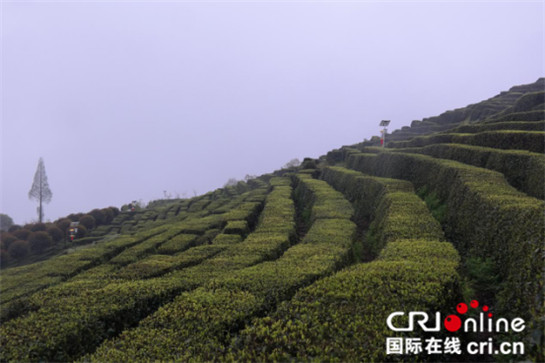 中外记者雨中登山看茶园 云雾缭绕赞叹风光无限好