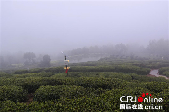 中外记者雨中登山看茶园 云雾缭绕赞叹风光无限好