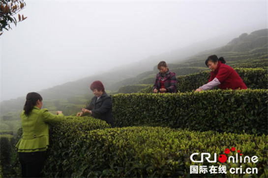 中外记者雨中登山看茶园 云雾缭绕赞叹风光无限好