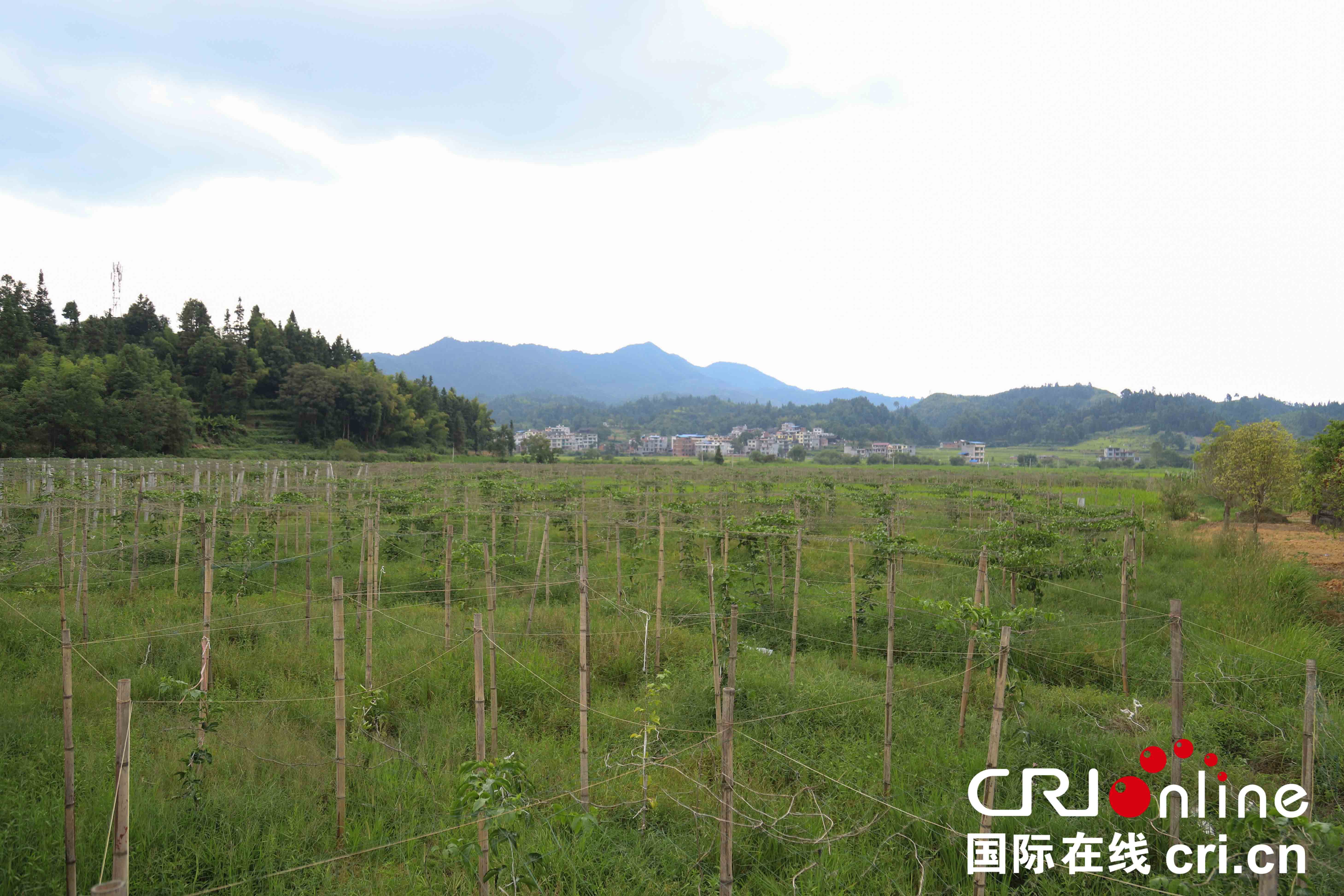 贵州天柱东风村：“十户一体”刮起产业振兴东风