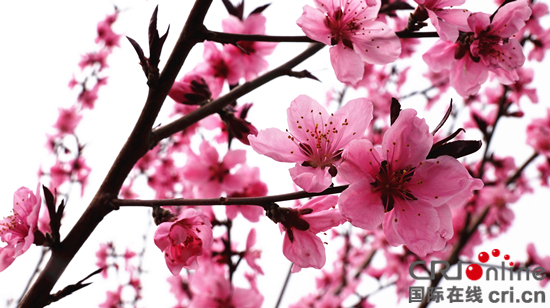 临沂泉庄镇：万亩桃花竞争艳 绚烂花海醉游人