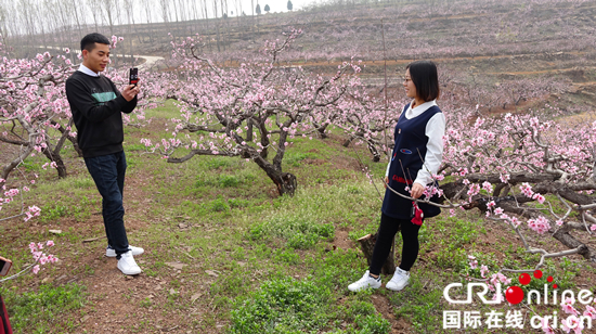 临沂泉庄镇：万亩桃花竞争艳 绚烂花海醉游人