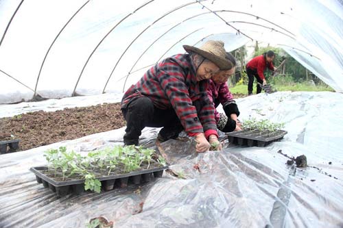 【区县联动】云阳:当春好时节 巴阳镇农户抢抓农时移栽瓜苗【区县联动】云阳巴阳镇：当春好时节 瓜苗移栽忙