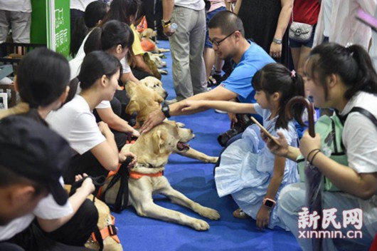 用我的眼带你看世界——导盲犬亮相亚宠展