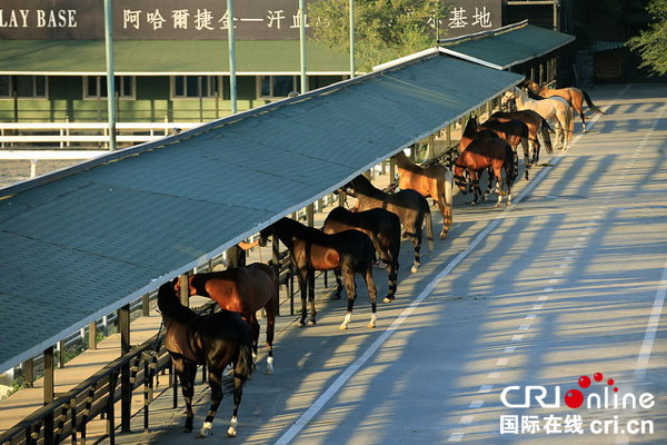 新疆文化企业依托西域特色 构建丝路文化新名片（组图）