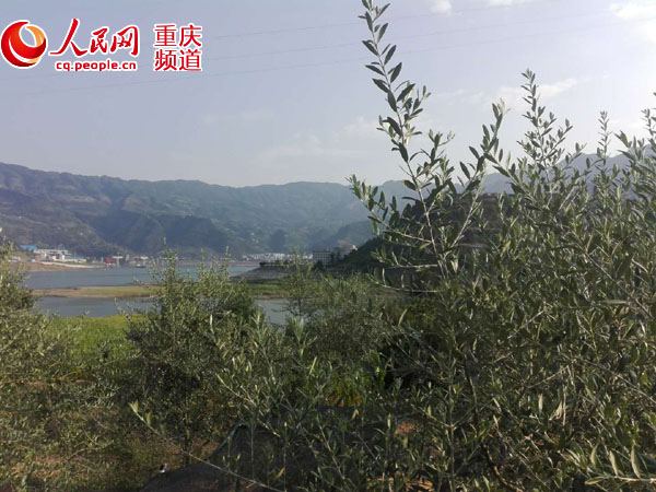 【能源环保 图文摘要】【区县联动】【奉节】重庆奉节：两岸青山“护”东流