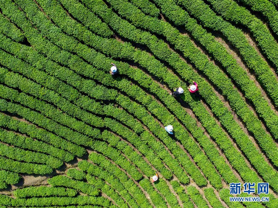 河南信阳：茶园采茶忙