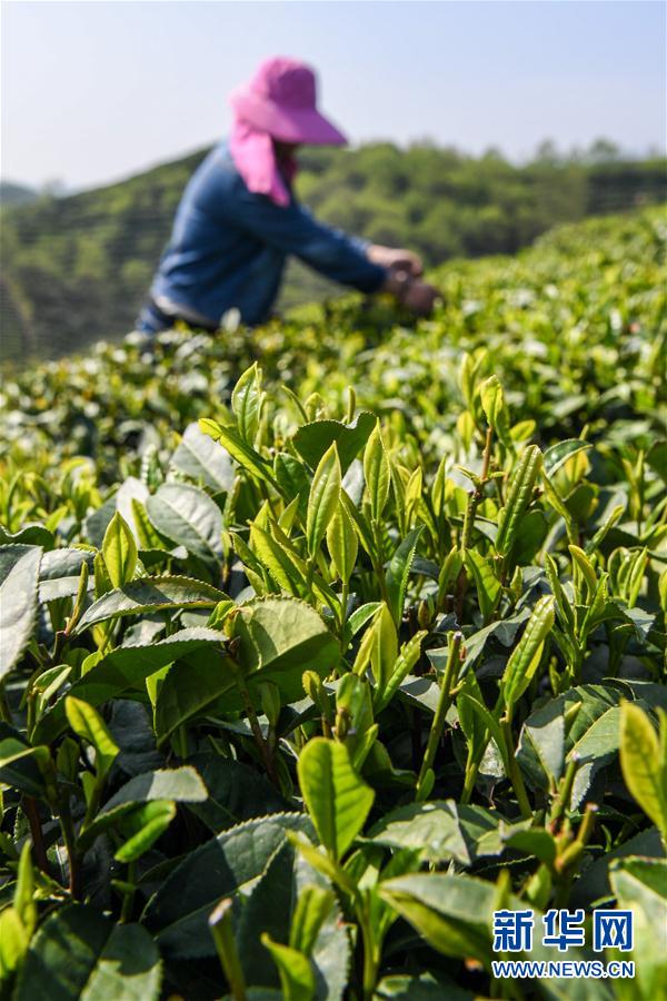 河南信阳：茶园采茶忙