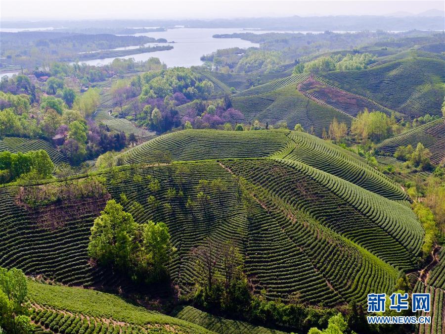 河南信阳：茶园采茶忙