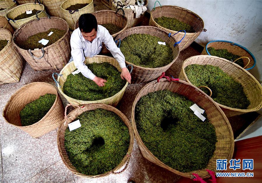 一带一路·好味道|探秘武夷红茶——“金骏眉”