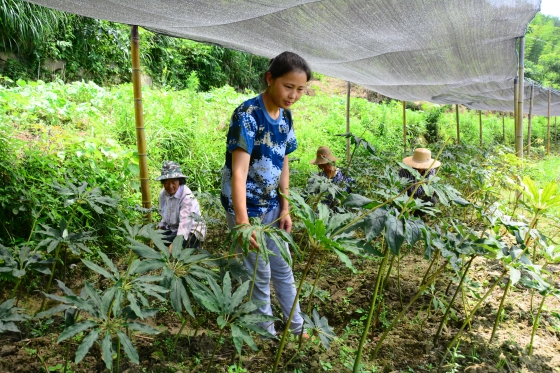 【区县联动】【梁平】梁平：大力发展中药材产业 带动农户脱贫致富【区县联动列表】梁平：大力发展中药材产业