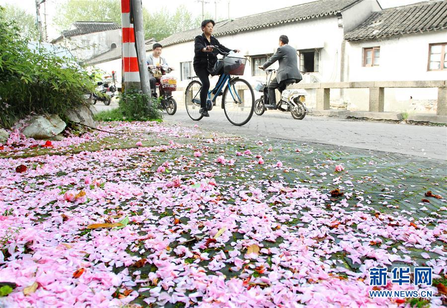 春雨过后 落英缤纷