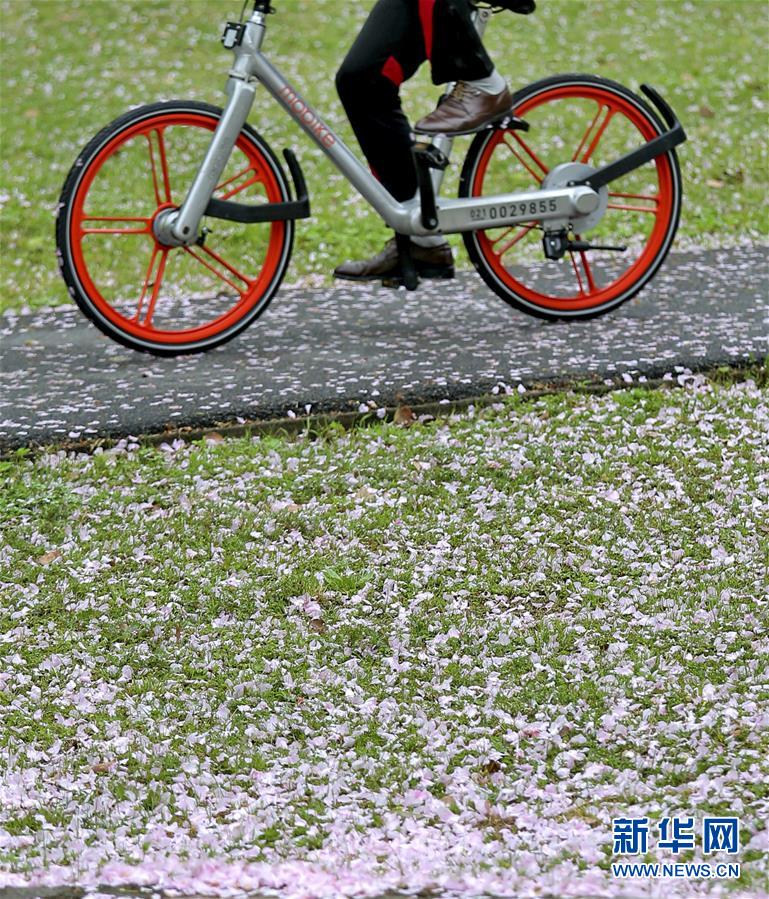 春雨过后 落英缤纷