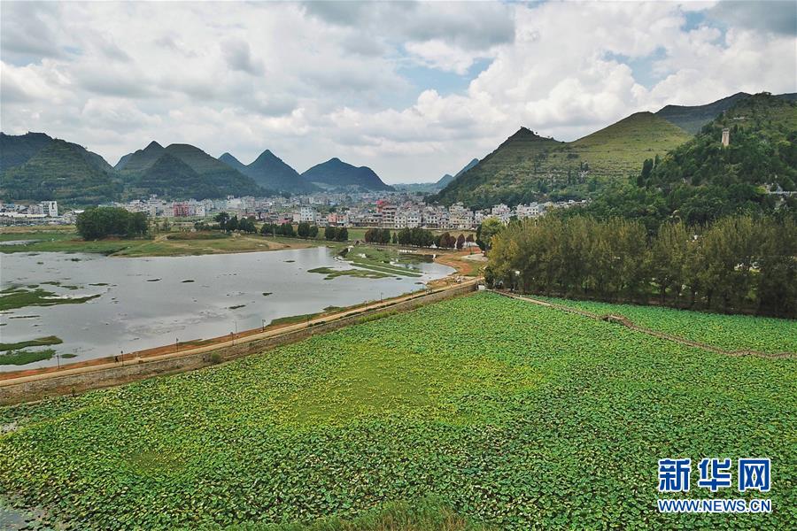 贵州黔西南：招堤十里荷塘景色美