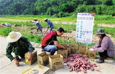 末尾有图【食品农业图文列表】【即时快讯】福才地瓜搭上电商快车