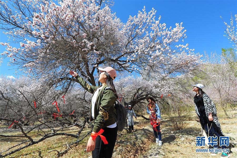 新疆哈密：山杏花开迎客来