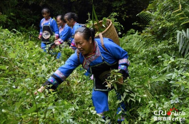 [唐已审][供稿]桂林龙胜：传承民族技艺  苗寨妇女制“曲”忙