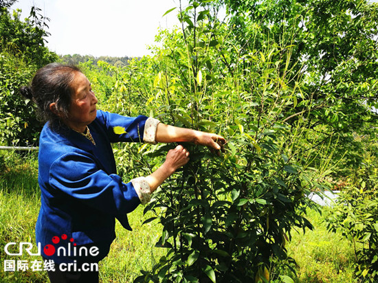 【行游巴渝图文】春夏时节 可到北碚缙云山品一口“药茶糖”