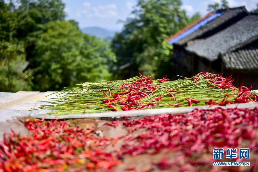 贵州从江：朝天椒助增收